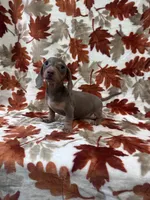 Bella, a female Miniature Dachshund for sale in Carthage, MS – 3 of 3