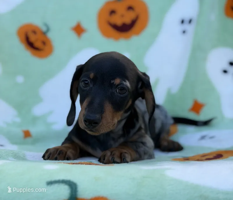 Bruno – Miniature Dachshund puppy for sale in Carthage, MS