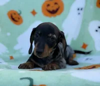 Bruno, a male Miniature Dachshund for sale in Carthage, MS – 1 of 5