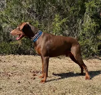 Blue cropped, a male Doberman Pinscher for sale in Carthage, MS – 8 of 9