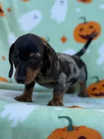 Bruno, a male Miniature Dachshund for sale in Carthage, MS – 2 of 5