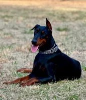 Blue, a male Doberman Pinscher for sale in Carthage, MS – 3 of 3