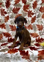 Blue cropped, a male Doberman Pinscher for sale in Carthage, MS – 3 of 9