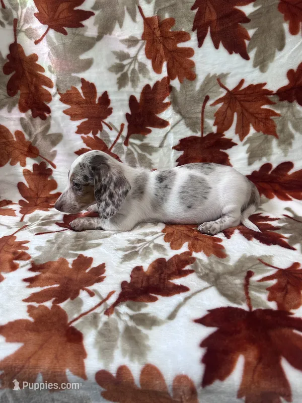 Dreamer – Miniature Dachshund puppy for sale in Carthage, MS