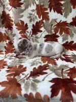 Dreamer, a male Miniature Dachshund for sale in Carthage, MS – 1 of 3