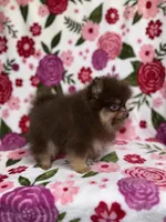 Cupid, a male Pomeranian for sale in Carthage, MS – Photo 3 of 4