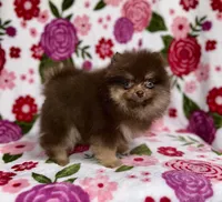 Cupid, a male Pomeranian for sale in Carthage, MS – Photo 1 of 4