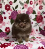 Cupid, a male Pomeranian for sale in Carthage, MS – Photo 2 of 4