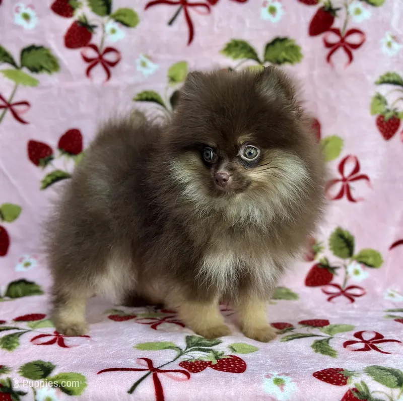 Cupid – Pomeranian puppy for sale in Carthage, MS