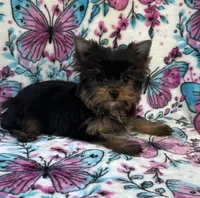 Bitzy , a female Yorkshire Terrier for sale in Carthage, MS – 2 of 7