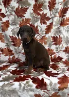 Black, a male Doberman Pinscher for sale in Carthage, MS – 1 of 3