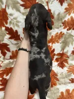 Bruno, a male Miniature Dachshund for sale in Carthage, MS – 5 of 5