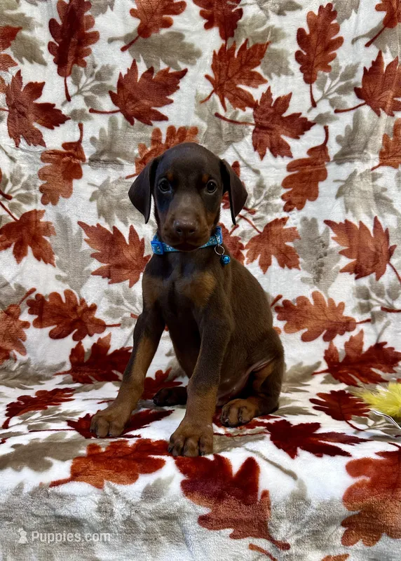 Blue – Doberman Pinscher puppy on hold in Carthage, MS
