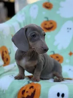Bella , a male Miniature Dachshund for sale in Carthage, MS – 3 of 5