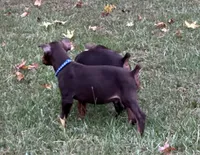 Blue cropped, a male Doberman Pinscher for sale in Carthage, MS – 5 of 9