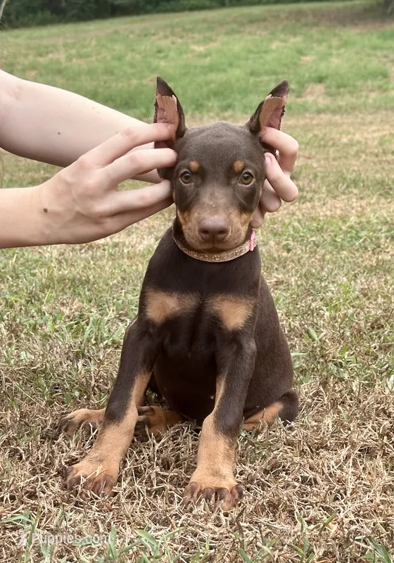 Pink/cropped – Doberman Pinscher puppy for sale in Carthage, MS