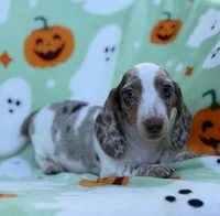 Dreamer, a male Miniature Dachshund for sale in Carthage, MS – 2 of 5