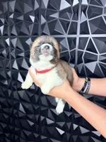 CKC Red boy 1, a male Akita for sale in Victorville, CA – 4 of 5