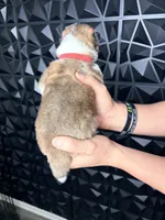CKC Red boy 1, a male Akita for sale in Victorville, CA – 3 of 5