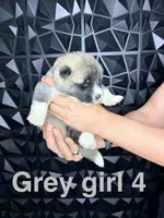 CKC Grey Girl 4 , a female Akita for sale in Victorville, CA – 2 of 5