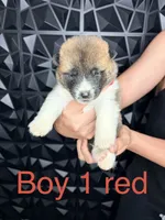 CKC Red boy 1, a male Akita for sale in Victorville, CA – 2 of 5