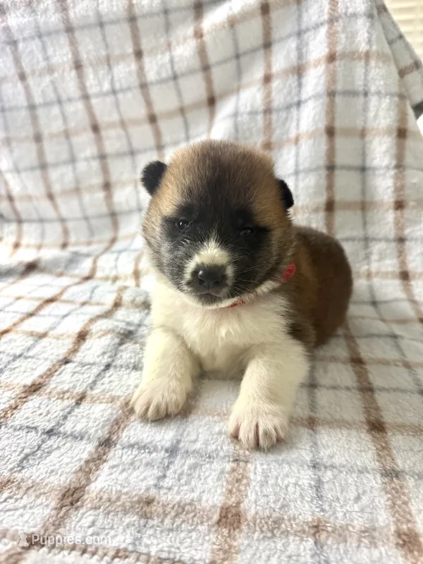 CKC Red boy 1 – Akita puppy for sale in Victorville, CA