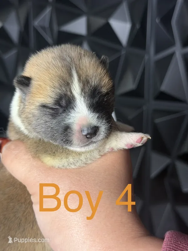Orange boy 4  – Akita puppy for sale in Victorville, CA