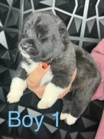 Blue 1 , a male Akita for sale in Victorville, CA – 3 of 3