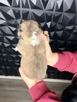 CKC Brown girl 6, a female Akita for sale in Victorville, CA – 3 of 3