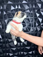 CKC Red boy 1, a male Akita for sale in Victorville, CA – 5 of 5