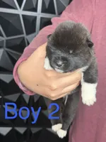 CKC Navy blue 3, a male Akita for sale in Victorville, CA – 3 of 3