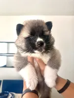 CKC Grey Girl, a female Akita for sale in Victorville, CA – 3 of 5