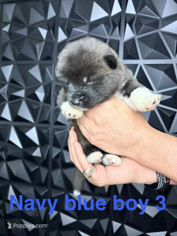 CKC Navy blue 3 – Akita puppy for sale in Victorville, CA