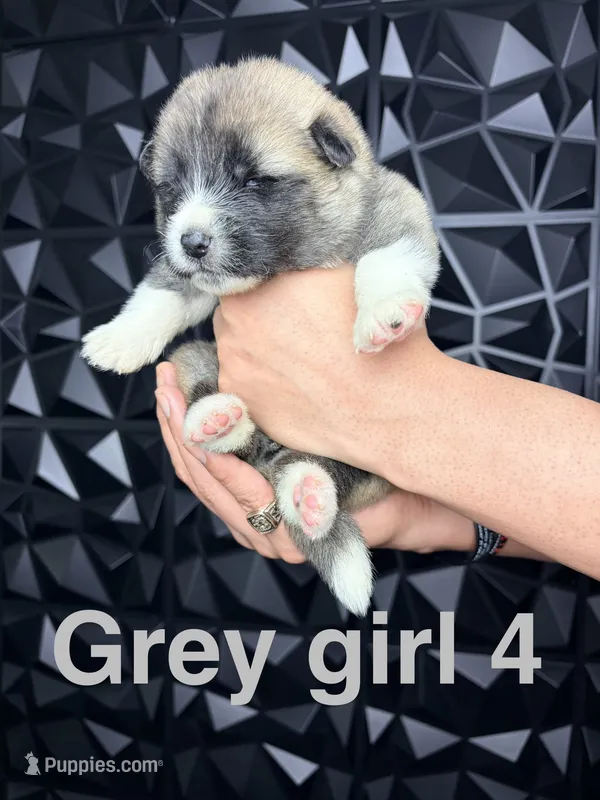 CKC Grey Girl 4  – Akita puppy for sale in Victorville, CA