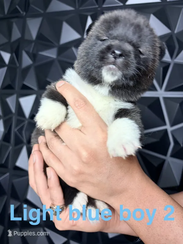 CKC Blue 2 – Akita puppy for sale in Victorville, CA