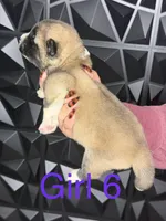 Purple girl 6 , a female Akita for sale in Victorville, CA – 2 of 2