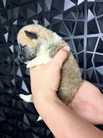 CKC Orange boy 5, a male Akita for sale in Victorville, CA – 2 of 3