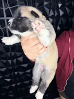 CKC Grey Girl 4 , a female Akita for sale in Victorville, CA – 4 of 5