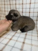 CKC purple girl 6, a female Akita for sale in Victorville, CA – 3 of 5