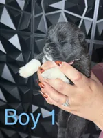 Blue 1 , a male Akita for sale in Victorville, CA – 2 of 3