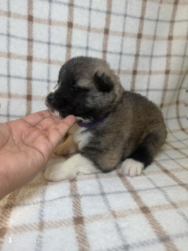 CKC purple girl 6 – Akita puppy for sale in Victorville, CA