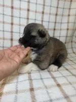 CKC purple girl 6, a female Akita for sale in Victorville, CA – 1 of 5