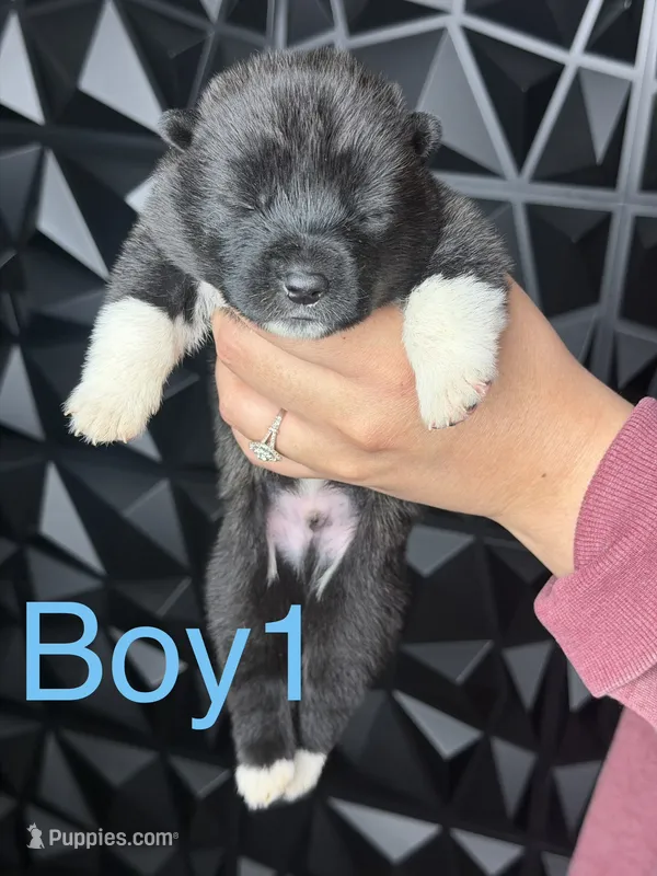 Blue 1  – Akita puppy for sale in Victorville, CA