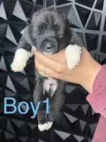 Blue 1 , a male Akita for sale in Victorville, CA – 1 of 3
