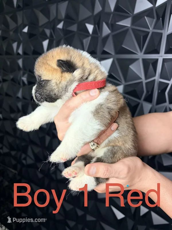 CKC Red boy 1 – Akita puppy for sale in Victorville, CA