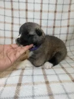 CKC purple girl 6, a female Akita for sale in Victorville, CA – 5 of 5