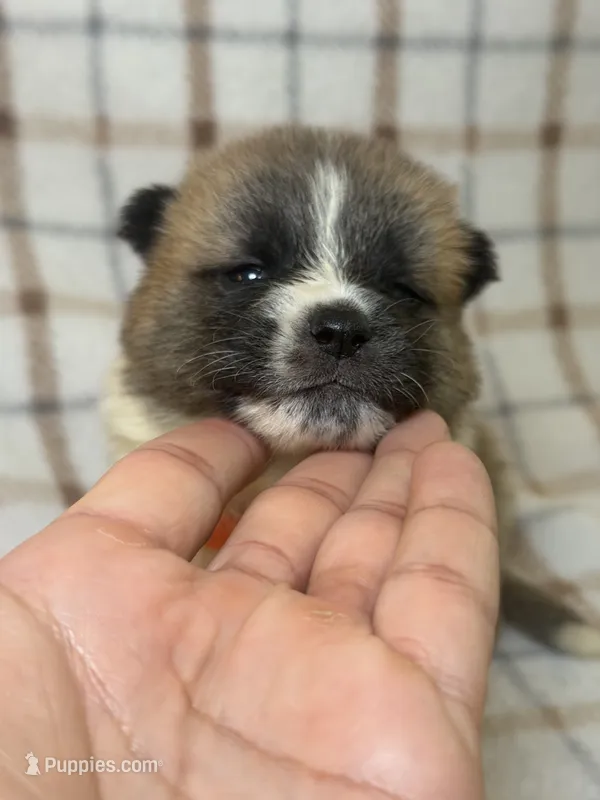 CKC Orange boy 5 – Akita puppy for sale in Victorville, CA