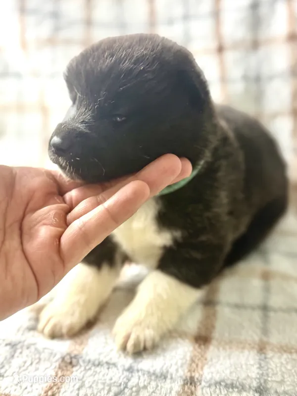 CKC Navy blue 3 – Akita puppy for sale in Victorville, CA