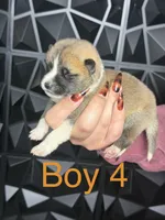 Orange boy 4 , a male Akita for sale in Victorville, CA – 2 of 2