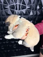 CKC Grey Girl 4 , a female Akita for sale in Victorville, CA – 5 of 5